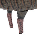 Final Approach Live Feeder Hen Turkey Decoy Legs Image