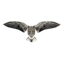 Back Image Sillosocks Blue Goose Wingbeat Power Flapper.