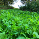 Plot Image of the Domain Outdoor No BS Food Plot Seed.
