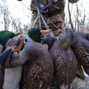 In-the-Field Image of the Avian-X Floating Shoulder Loop Texas Rig System with 6 oz. Mushroom Weights.