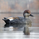 In-the-Water Drake Image of the Rig'Em Right Mainline Series Gadwall Duck Decoys.