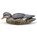 Hen Image of the Rig'Em Right Mainline Series Gadwall Duck Decoys.
