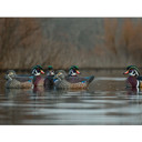 Lifestyle Image of the Rig'Em Right Mainline Series Wood Duck Decoys.