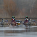 Lifestyle Image of the Rig'Em Right Mainline Series Wood Duck Decoys.