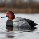 In-the-Water Drake Image of the Rig'Em Right Mainline Series Redhead Duck Decoys.