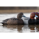In-the-Water Image of the Rig'Em Right Mainline Series Redhead Duck Decoys.