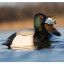 In-the-Water Drake Image of the Rig'Em Right Mainline Series Bluebill Duck Decoy.