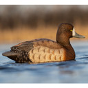 In-the-Water Hen Image of the Rig'Em Right Mainline Series Bluebill Duck Decoy.