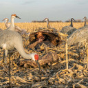 Image of the GHG Decoy Systems Sandhill Crane Full Body Adult Active Pair
