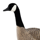 Sentry Head Image of the Live Full-Body Honkers.