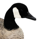 Walker Head Image of the Live Full-Body Fully Flocked Honkers.