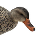 Hen Head Image of the HD Full-Body Fully Flocked Mallard Duck Decoys.