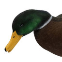Feeding Drake Head Image of the HD Full-Body Fully Flocked Mallard Duck Decoys.