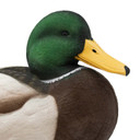 Resting Drake Head Image of the HD Full-Body Fully Flocked Mallard Duck Decoys.