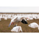 Field Image of the Higdon Outdoors Clone Snow Goose Flapper Decoys.