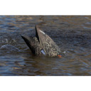 In the Water Image of the Higdon Outdoors Pulsator PRO Black Duck Water Motion Decoy.