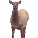 Eichler Elk Decoy