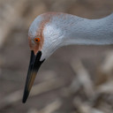 Head Detail Image of the GHG Decoys Sandhill Crane Full-Body Juvenile Feeder Decoy.