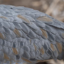 Feather Detail Image of the GHG Decoys Sandhill Crane Full-Body Juvenile Feeder Decoy.