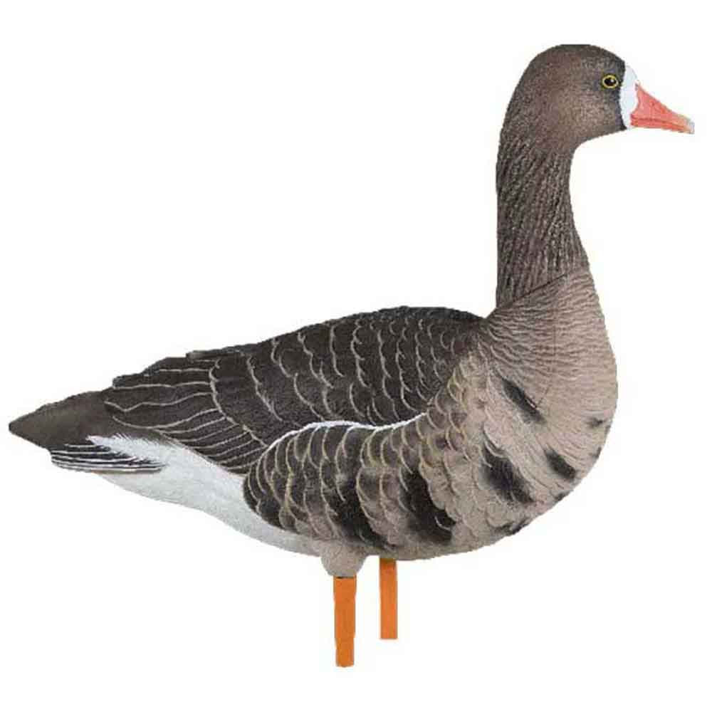 AvianX AXP Painted Fusion Specklebelly Goose Decoys Rogers Sporting