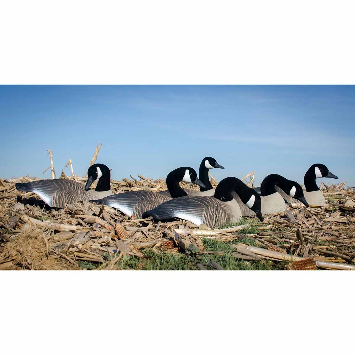 Higdon Standard Canada Half Shell Goose Decoys, 6 Pack Rogers