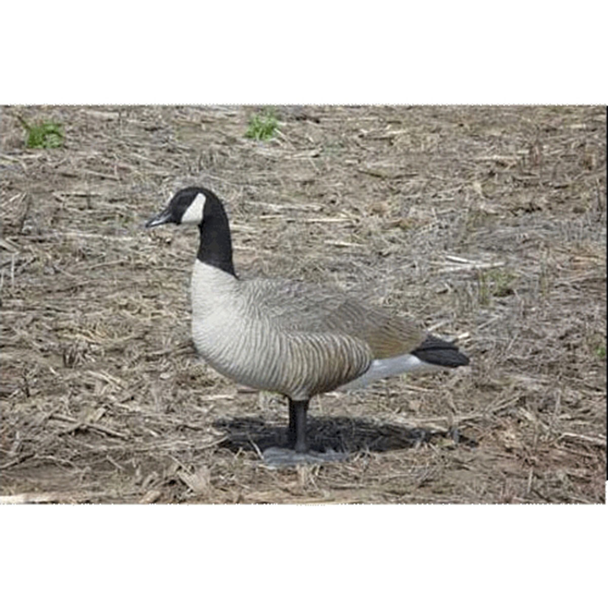 BigFoot Canada Goose Decoys, 4Pack Rogers Sporting Goods