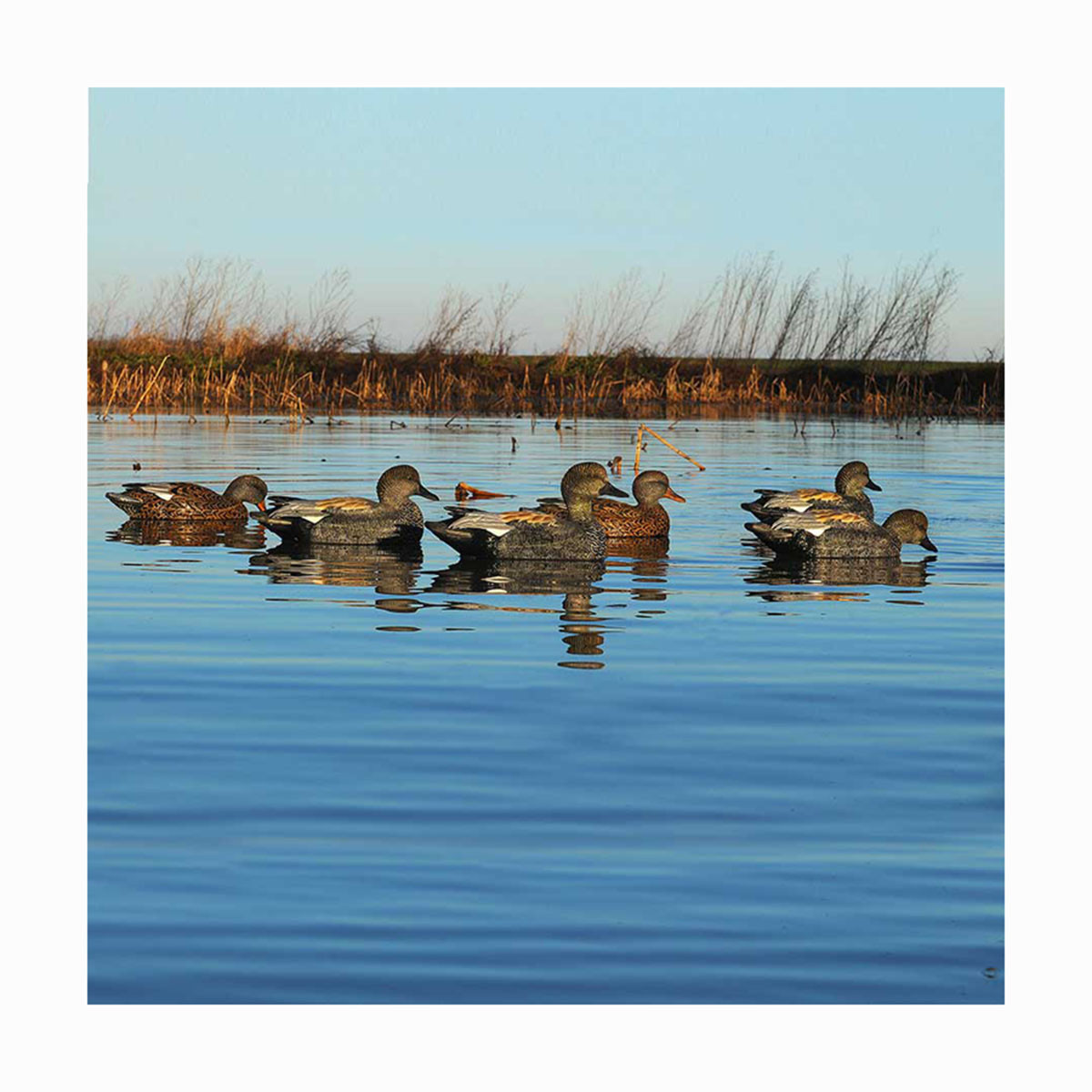 GHG ProGrade Series Gadwall Duck Decoys 6 Pack Rogers Sporting Goods