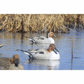 GHG Decoy Systems Pro-Grade XD Series Pintail Harvester Duck Decoys, 6 Pack