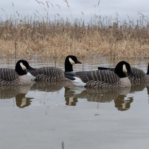 Lifestyle Image of the Avian-X Topflight Lesser Canada Goose Floater Decoys.
