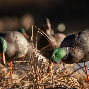 AXP Full Body Mallard Decoys with Slotted Decoy Bag, 6 Pack