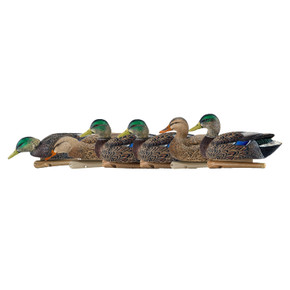 Lined up image of the Avian-X Early Season Mallards.