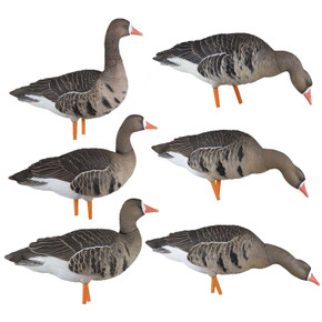 Avian-X AXP Painted Fusion Specklebelly Goose 6 Pack Image