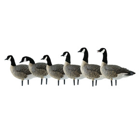Avian-X Painted Full Body Lesser Canada Goose Decoys - Action 6 Pack Image