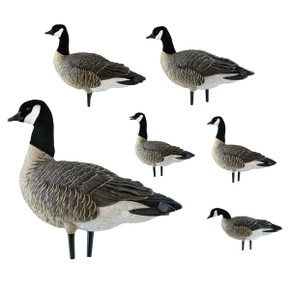 AXP Full-Body Painted Active Lesser Canada Decoys with 6-Slot Decoy Bag