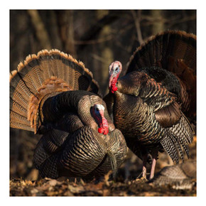 Dave Smith Decoys Strutter Turkey Decoy Field Image