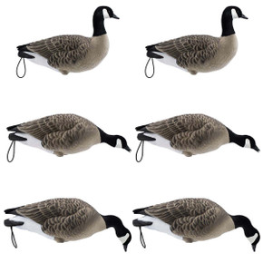 LIVE Fully Flocked Full Body Lesser Canada Geese - 6 pack