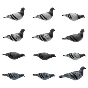 Last Pass Rock Pigeon