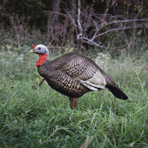 Higdon Hard Body 1/4 Strut Jake Turkey Decoy Field Image
