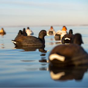 Lifestyle Image of the Avian-X Topflight Floating Coot Duck Decoys.