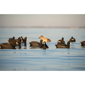 Topflight Floating Coot Duck Decoys - 6 Pack