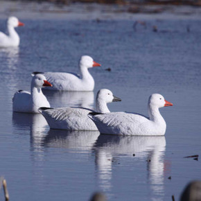 Pro Grade Snow Goose Floater Decoys - Active Pack