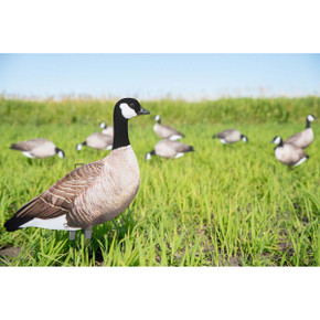 Big Al's Decoys Take Em Style Lesser Canada Goose Silhouette 12 Pack