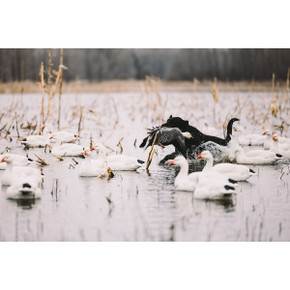 HEYDAY HydroFoam Snow Goose Floater Decoys - 4 Pack Lifestyle Image HEYDAY HydroFoam Snow Goose Floater Decoys - 4 Pack Lifestyle Image