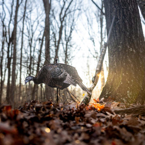 Higdon Outdoors FLEX Feeder Hen Silhouette Turkey Decoy Field Image