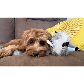 ROCT’s Curious Raccoon Unstuffed Dog Toy Lifestyle Image
