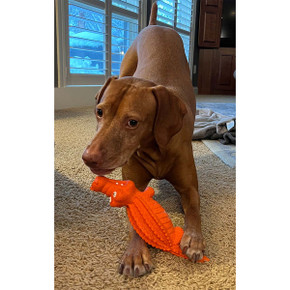 ROCT Crazy Croc Natural Rubber Dog Toy Lifestyle Image