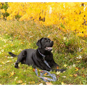 ROCT Hornady BIG SHOT Dog Leash Lifestyle Image