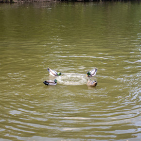 Show Me Ducks Deekdiver 2.0 Image in Water