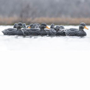 Rig'Em Right Mainline Series Black Duck Decoys, 6 Pack In-the-Field Image