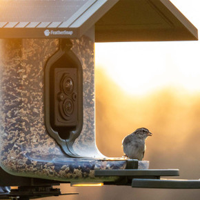 FeatherSnap Scout WiFi Solar-Powered Smart Bird Feeder Live Image